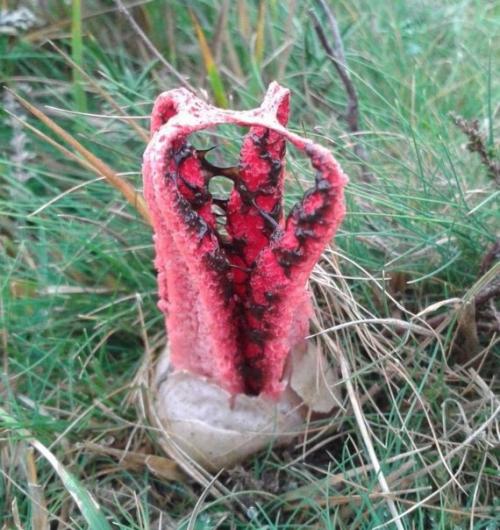 Пальцы дьявола - самый жуткий в мире гриб.
