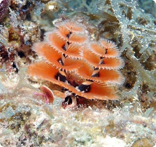 Трубчатый многощетинковый морской червь. 04 Трубчатый многощетинковый морской червь. 04