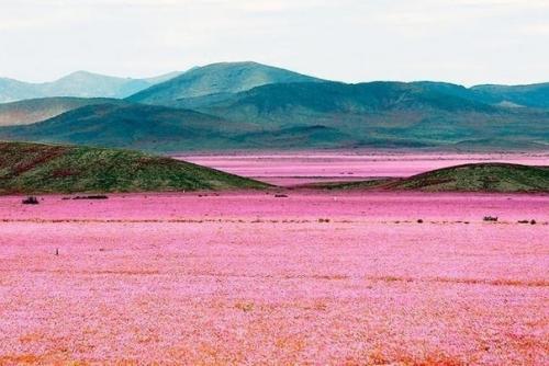 Цветение пустыни Атакама. 02