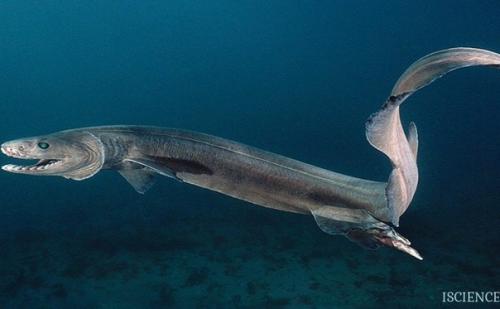 Плащеносная акула.  Вид примитивной акулы, встречается у берегов Африки. 01