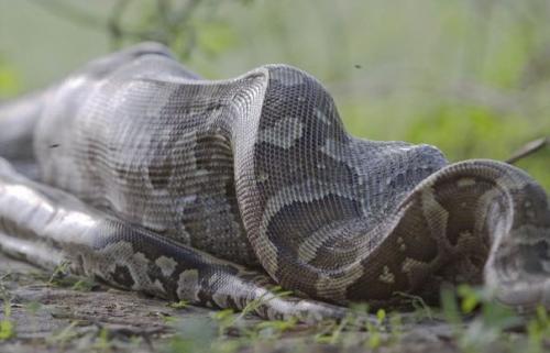 Как питоны отстегивают челюсти, чтобы проглотить жертву. 05