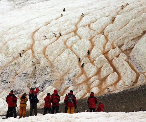 Эти забавные животные! 02