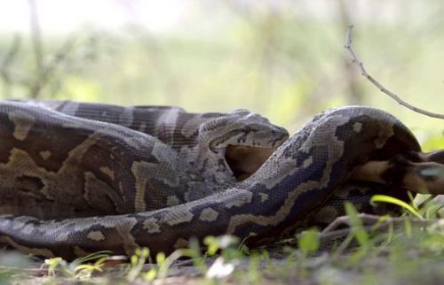 Как питоны отстегивают челюсти, чтобы проглотить жертву. 02