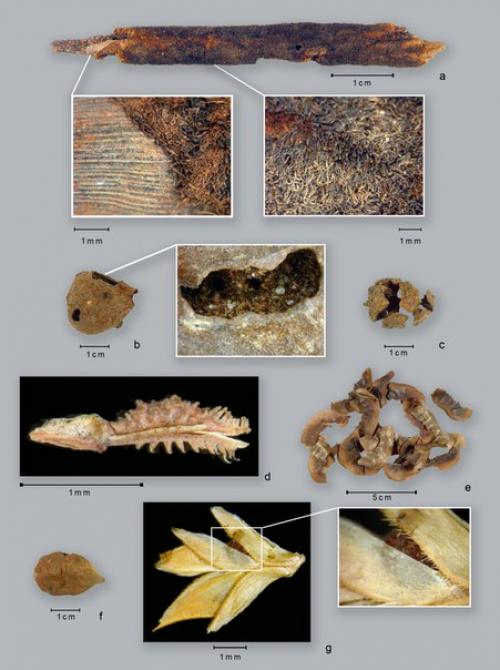 Изменение рациона древних людей - одна из причин развития цивилизации. 01