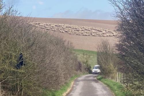 Необъяснимое поведение овец, стоящих концентрическими кругами. 02
