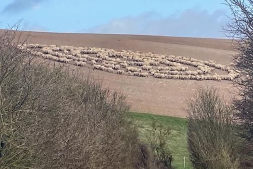 Необъяснимое поведение овец, стоящих концентрическими кругами. 03