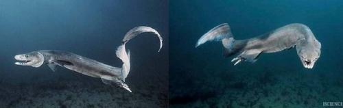 Плащеносная акула.  Вид примитивной акулы, встречается у берегов Африки. 02