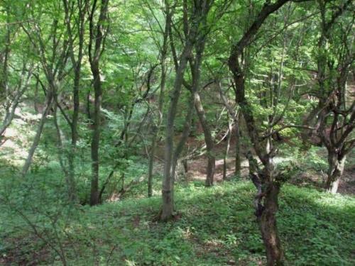 Аномальный лес хойя - бачу в Румынии. 01 Аномальный лес хойя - бачу в Румынии. 01