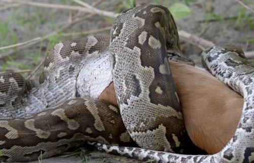 Как питоны отстегивают челюсти, чтобы проглотить жертву. 06