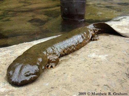 Аллеганский скрытожаберник.  Всю свою жизнь аллеганский скрытожаберник проводит под водой, но при этом у него нет жабр!