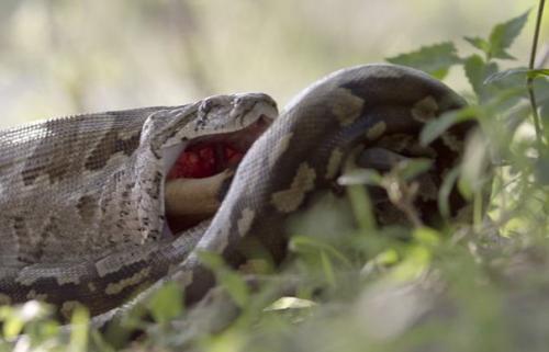 Как питоны отстегивают челюсти, чтобы проглотить жертву. 07