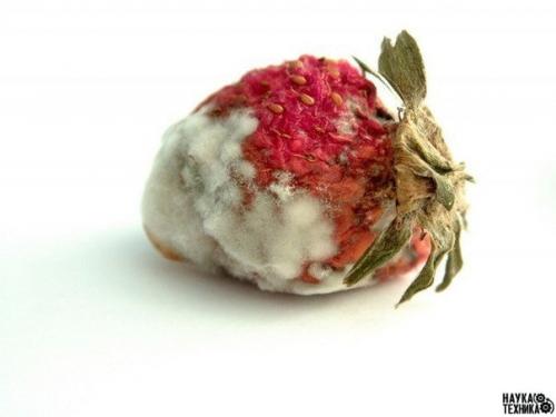 6 фактов о плесени.

