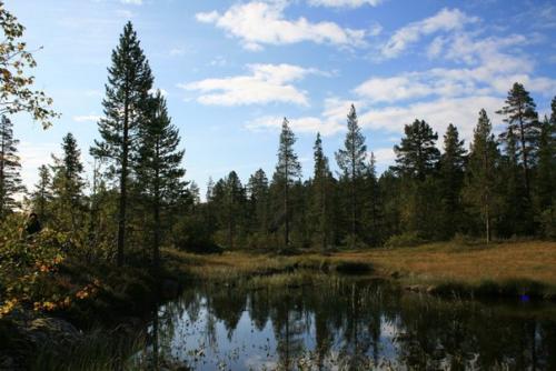 10 самых необычных и странных лесов на планете. 05 10 самых необычных и странных лесов на планете. 05