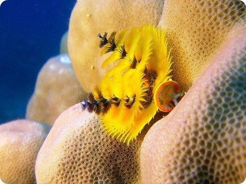 Трубчатый многощетинковый морской червь. 05 Трубчатый многощетинковый морской червь. 05