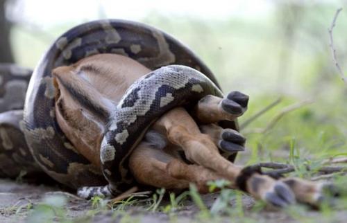 Как питоны отстегивают челюсти, чтобы проглотить жертву. 04