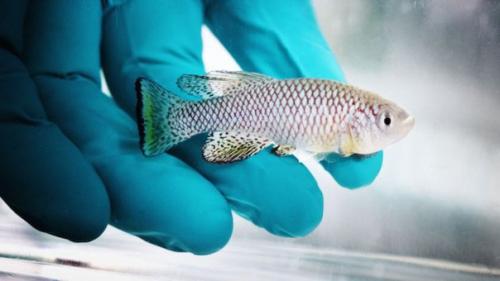 Короткая жизнь африканских рыбок поможет понять механизм старения человека. Короткая жизнь африканских рыбок поможет понять механизм старения человека.