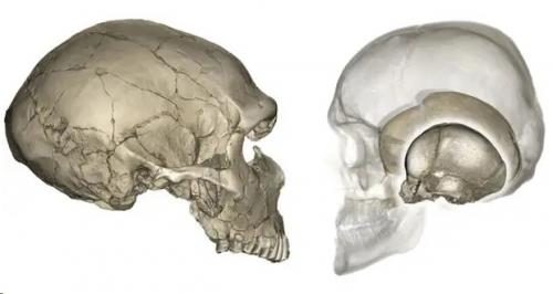 Почему у неандертальцев череп плоский, а у нас - круглый.
