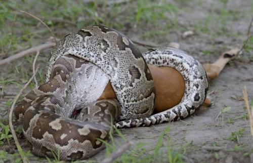 Как питоны отстегивают челюсти, чтобы проглотить жертву. 01