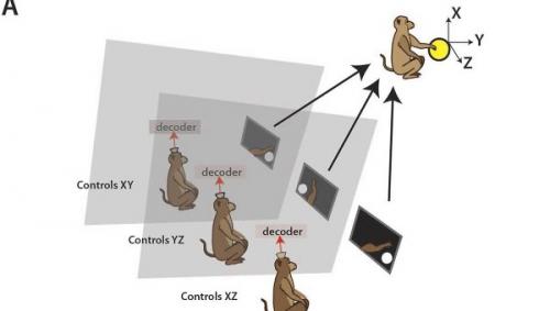 Ученые впервые объединили мозг трех обезьян в 