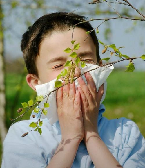 В России успешно проходит третья фаза клинических исследований первой в мире вакцины от аллергии на пыльцу берёзы.  