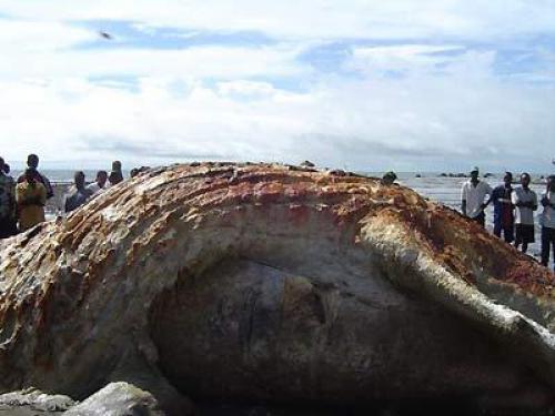 Глобстеры - неопознанные чудовища из морских глубин. 03 Глобстеры - неопознанные чудовища из морских глубин. 03