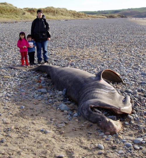 Глобстеры - неопознанные чудовища из морских глубин. 01 Глобстеры - неопознанные чудовища из морских глубин. 01