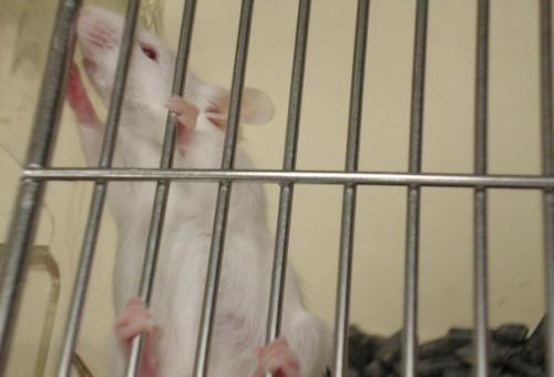 Бег помог замедлить рост раковой опухоли у мышей.