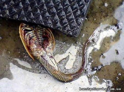 Глобстеры - неопознанные чудовища из морских глубин. 02 Глобстеры - неопознанные чудовища из морских глубин. 02