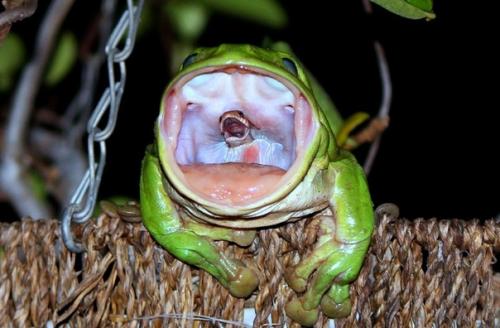 Поедание живых осьминогов - не единственная кулинарная традиция азиатских стран, которая может показаться отвратительной. 02