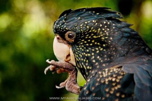 Потрясающий наряд какаду бэнкса. 02