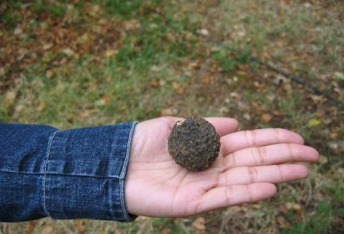 В европейских трюфелях нашли следы чернобыльской радиации. В европейских трюфелях нашли следы чернобыльской радиации.