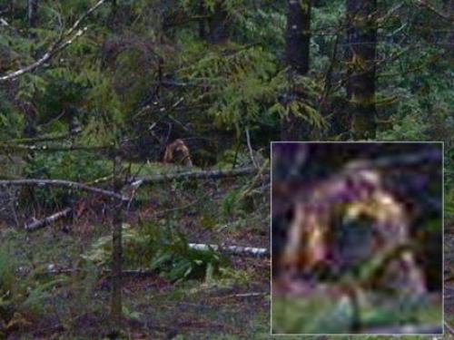 По следам снежного человека.