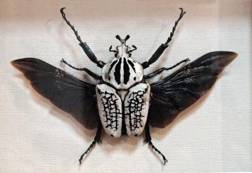 Жуки - голиафы.   Этих жуков называют Голиафами вовсе не для красного словца: они считаются самыми тяжелыми жуками в мире. 01