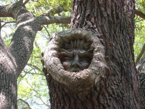 Американский скульптор Кейт дженнингс вырезает лица на пнях и высохших деревьях.  