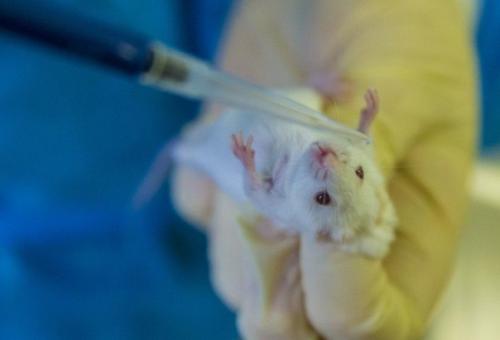 На российском 3D-принтере впервые напечатан работающий орган.