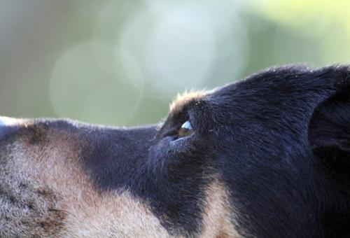 У собак когнитивные способности обнаружены.

