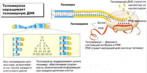 Счетчик Клеточного Времени. 02 Счетчик Клеточного Времени. 02