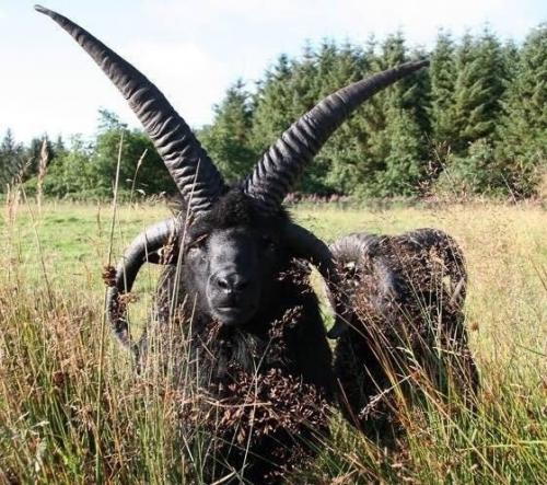 Я хз что это, но кажись оно предвещает апокалипсис. 01