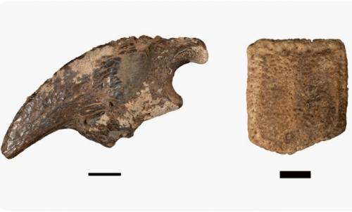 В подводной пещере нашли кости гигантских животных ледникового периода. 02