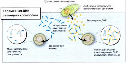 Счетчик Клеточного Времени. 01 Счетчик Клеточного Времени. 01