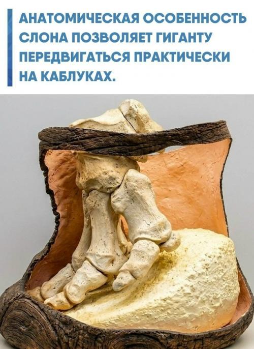 Ученые показали, как устроена нога слона в разрезе.  