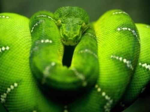 Так почему же в новой Зеландии нет змей? 02