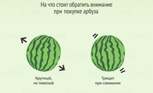 8 признаков хорошего арбуза. 01