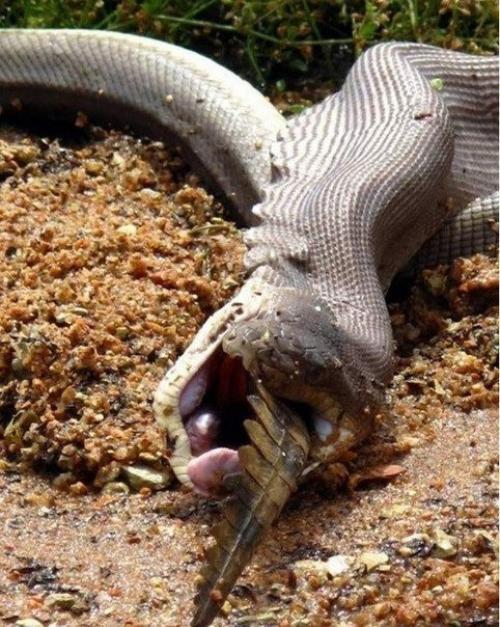 Смертельная схватка хищников: питон против крокодила (Re. 07