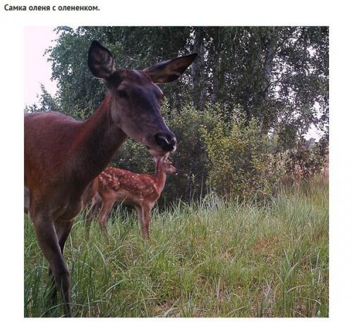 Какие звери попались в фотоловушку возле чернобыля спустя 30 лет после аварии. 05
