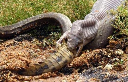 Смертельная схватка хищников: питон против крокодила (Re. 05