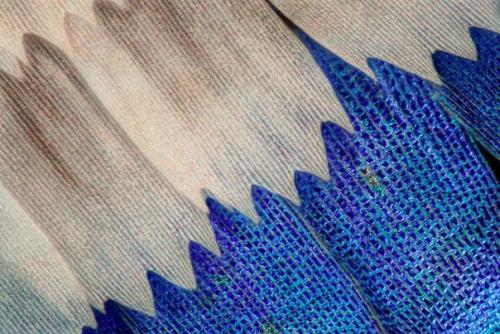 Крылья бабочек под микроскопом. 01