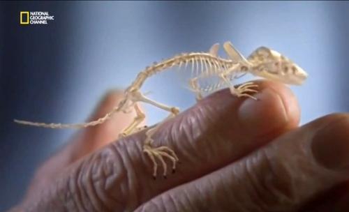 В фильме история животного мира. 01