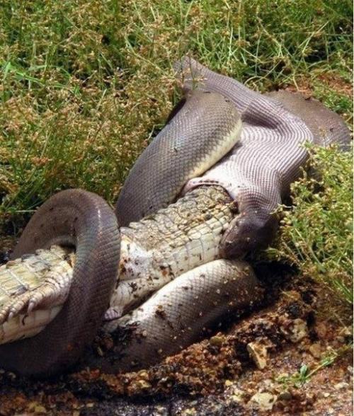 Смертельная схватка хищников: питон против крокодила (Re. 03