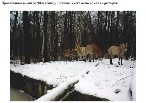 Какие звери попались в фотоловушку возле чернобыля спустя 30 лет после аварии. 08